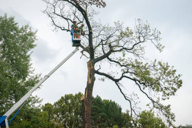  Harrington, DE Tree Services Pros