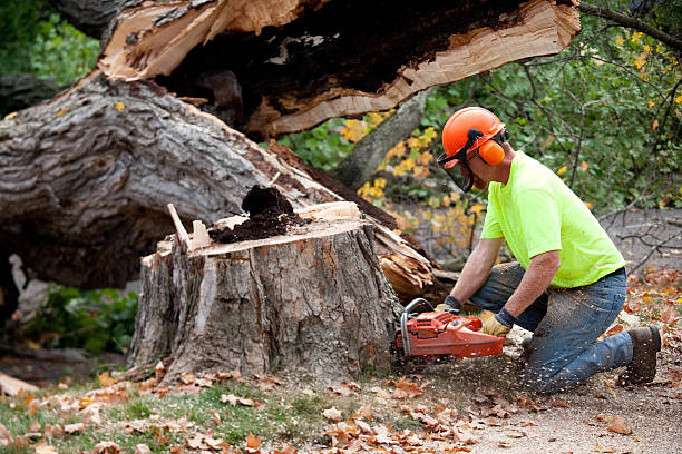 Leaf Removal in Harrington, DE